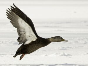 black duck flying